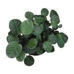 8" Fabian Stump Aralia - Rare Indoor Plant