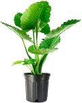 Large Alocasia California Elephant Ear Plant - 10-Inch Pot