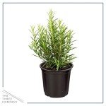 Aromatic Herb Collection - Lavender, Eucalyptus, Rosemary, Lemon Balm