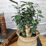 8" Fabian Stump Aralia - Rare Indoor Plant