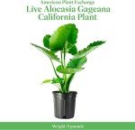Large Alocasia California Elephant Ear Plant - 10-Inch Pot