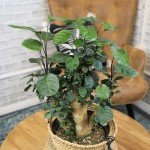 8" Fabian Stump Aralia - Rare Indoor Plant