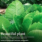 Large Alocasia California Elephant Ear Plant - 10-Inch Pot