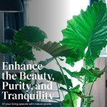 Large Alocasia California Elephant Ear Plant - 10-Inch Pot