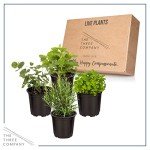 Aromatic Herb Collection - Lavender, Eucalyptus, Rosemary, Lemon Balm