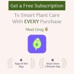 Large Alocasia California Elephant Ear Plant - 10-Inch Pot