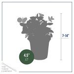 Aromatic Herb Collection - Lavender, Eucalyptus, Rosemary, Lemon Balm