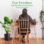 Large Alocasia California Elephant Ear Plant - 10-Inch Pot