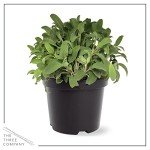 Aromatic Herb Collection - Lavender, Eucalyptus, Rosemary, Lemon Balm