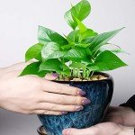 Modern Ceramic Succulent Planter Pot with Saucer