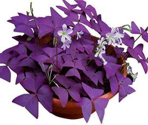 Purple Shamrocks Bulbs – Oxalis Triangularis 10 Pack