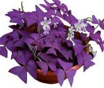Purple Shamrocks Bulbs – Oxalis Triangularis 10 Pack