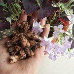 Purple Shamrocks Bulbs – Oxalis Triangularis 10 Pack