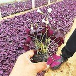 Purple Shamrocks Bulbs – Oxalis Triangularis 10 Pack