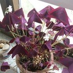 Purple Shamrocks Bulbs – Oxalis Triangularis 10 Pack