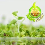 Calabrese Broccoli Sprouting Seeds - Non-GMO 1 lb