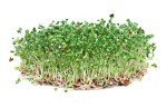 Calabrese Broccoli Sprouting Seeds - Non-GMO 1 lb