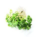 Calabrese Broccoli Sprouting Seeds - Non-GMO 1 lb