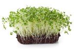 Calabrese Broccoli Sprouting Seeds - Non-GMO 1 lb