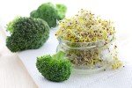 Calabrese Broccoli Sprouting Seeds - Non-GMO 1 lb