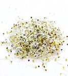 Calabrese Broccoli Sprouting Seeds - Non-GMO 1 lb