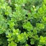 Baby Gem Boxwood Shrub - Low-Maintenance Evergreen