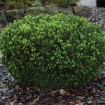 Baby Gem Boxwood Shrub - Low-Maintenance Evergreen