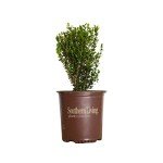 Baby Gem Boxwood Shrub - Low-Maintenance Evergreen