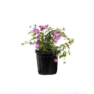 Lavender Lantana Live Plant in 6" Pot