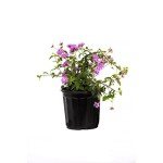 Lavender Lantana Live Plant in 6" Pot