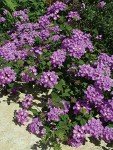Lavender Lantana Live Plant in 6" Pot
