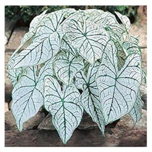 Dwarf Candidum Jr. Caladium - Compact White Foliage