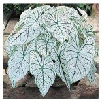 Dwarf Candidum Jr. Caladium - Compact White Foliage