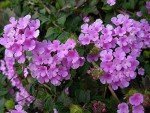 Lavender Lantana Live Plant in 6" Pot