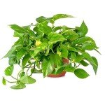 Golden Pothos Indoor/Outdoor Air Purifier Plant