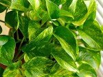 Golden Pothos Indoor/Outdoor Air Purifier Plant