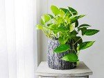 Golden Pothos Indoor/Outdoor Air Purifier Plant