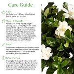 Mini Gardenia Vetchii Tree - Indoor Flowering Plant