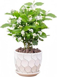 Easy-Grow Jasmine Living Seedling Plant for Gardens