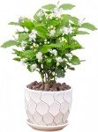 Easy-Grow Jasmine Living Seedling Plant for Gardens