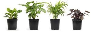 Classic Indoor Plant Collection (4-Pack)