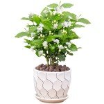 Easy-Grow Jasmine Living Seedling Plant for Gardens