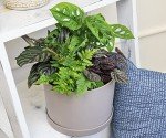 Classic Indoor Plant Collection (4-Pack)