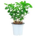 Easy-Grow Jasmine Living Seedling Plant for Gardens