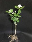 Easy-Grow Jasmine Living Seedling Plant for Gardens