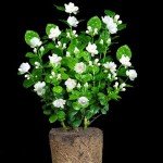 Easy-Grow Jasmine Living Seedling Plant for Gardens