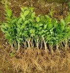 Easy-Grow Jasmine Living Seedling Plant for Gardens