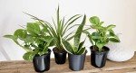 Classic Indoor Plant Collection (4-Pack)
