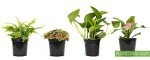 Classic Indoor Plant Collection (4-Pack)