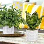 3 Small Faux Eucalyptus & Snake Plants in Gray Pots